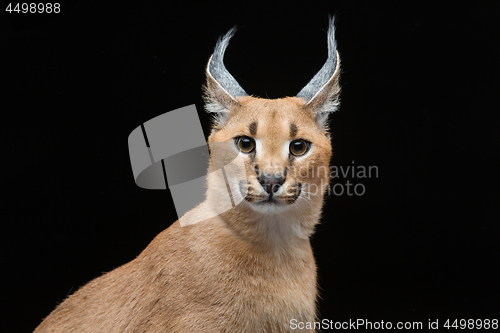 Image of Beautiful caracal lynx over black background