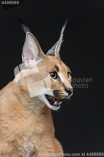 Image of Beautiful caracal lynx over black background