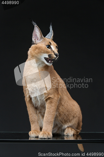 Image of Beautiful caracal lynx over black background