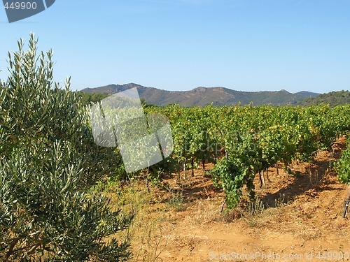 Image of Provence vineyards
