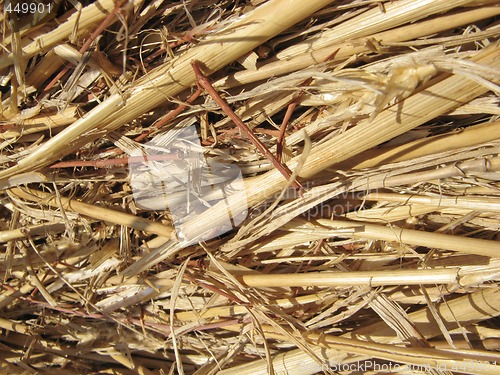 Image of Hay texture