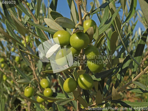 Image of branches with green olives