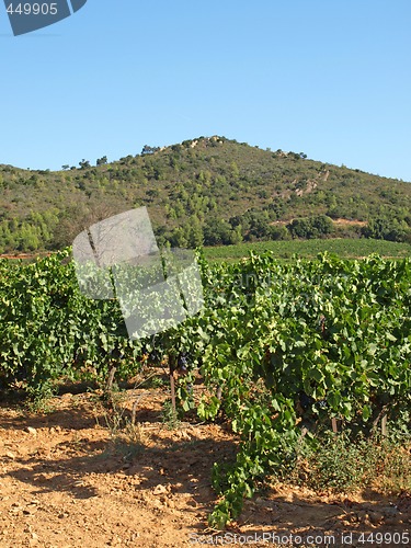 Image of Provence vineyards