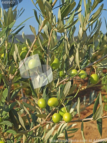 Image of branches with green olives