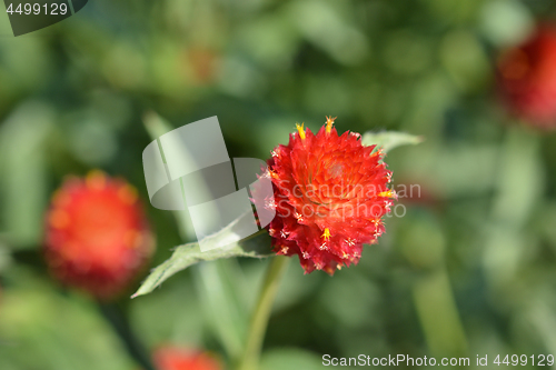 Image of Red globe amaranth