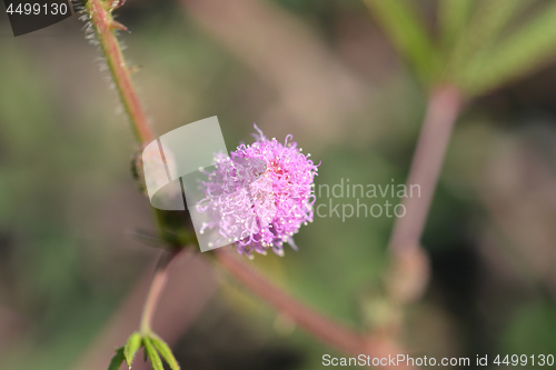 Image of Sensitive plant