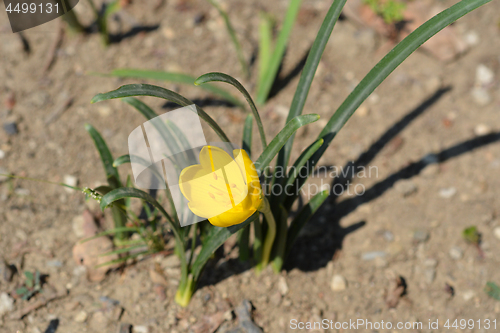 Image of Winter daffodil