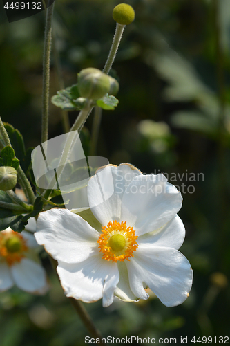 Image of Japanese anemone Honorine Jobert