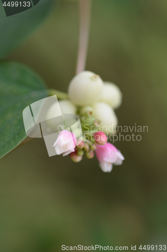 Image of Coralberry