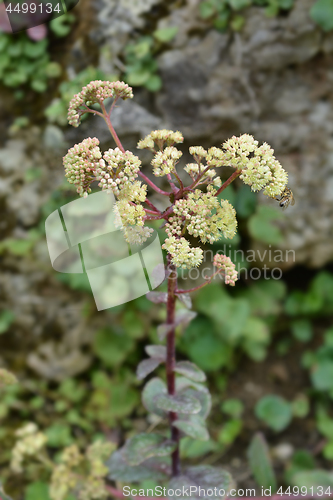 Image of Tallest stonecrop