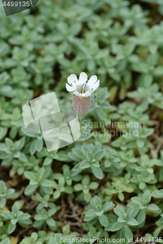 Image of Sea campion flower