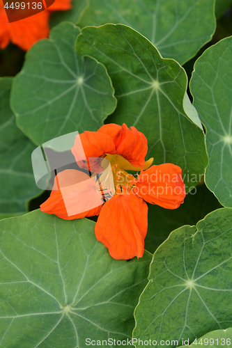 Image of Garden nasturtium