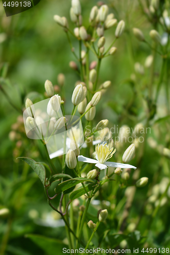 Image of Erect clematis