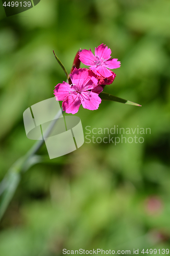 Image of Croatian pink