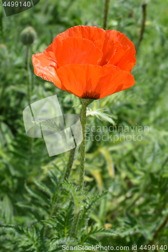 Image of Oriental poppy