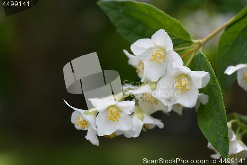 Image of Florida mock orange