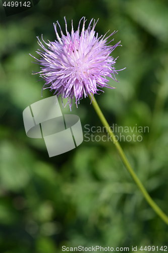 Image of Single-flowered sawwort