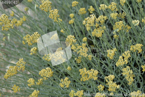 Image of Italian everlasting flowers