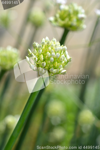 Image of Garden onion