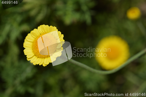 Image of Yellow chamomile Sancti-Johannis
