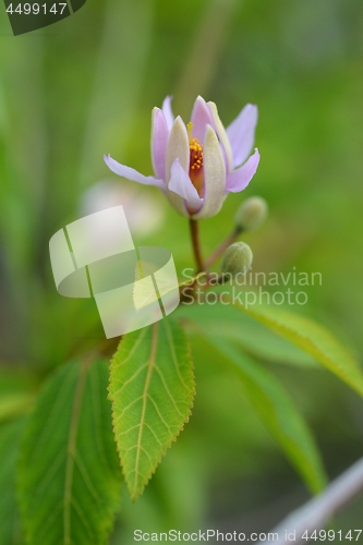 Image of Tropical East African shrub