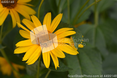 Image of False sunflower Dauer Gold