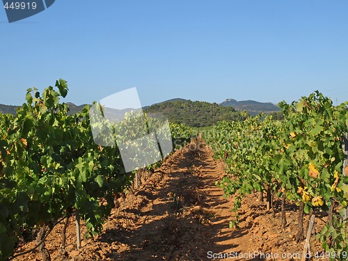 Image of Provence vineyards