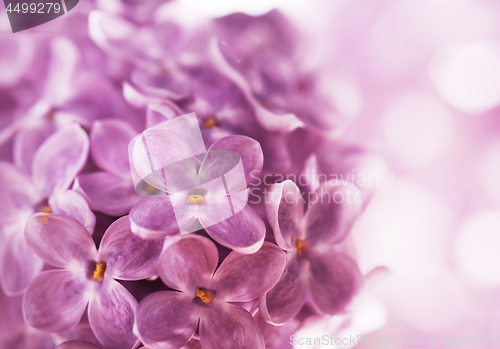 Image of Lilac