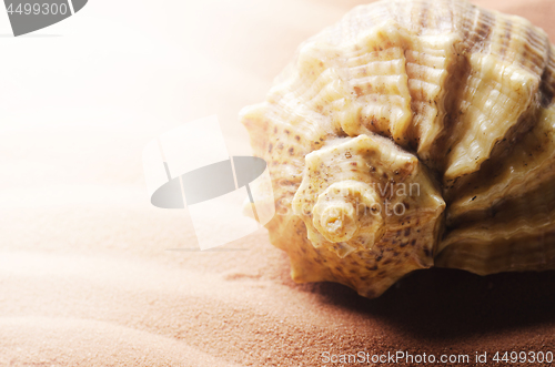 Image of Seashell