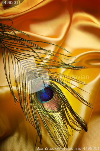 Image of Peacock Feather