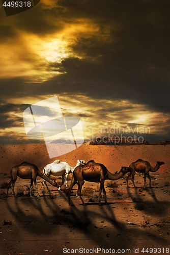 Image of Camels