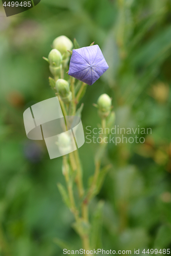 Image of Balloon Flower