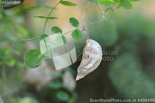 Image of Common bladder senna