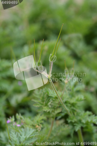 Image of Common storksbill