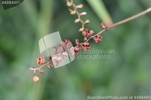 Image of Montbretia Lucifer seeds