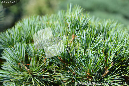 Image of Tempelhof Japanese White Pine