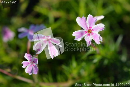 Image of Creeping Phlox Candy Stripe