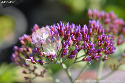 Image of Salt Lake Sea Lavender