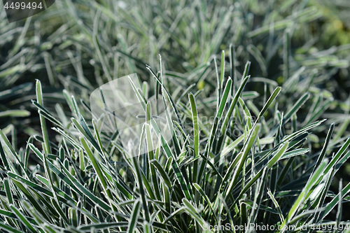 Image of Ficinia Ice Crystal grass
