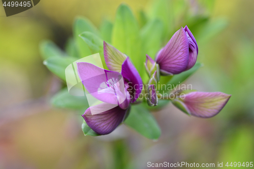 Image of Myrtle-leaf milkwort