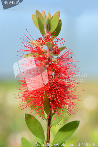 Image of Scarlet Bottlebrush