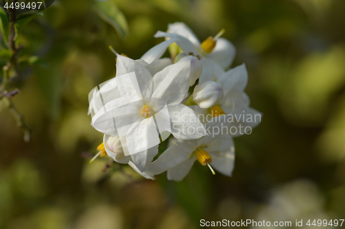 Image of Potato vine