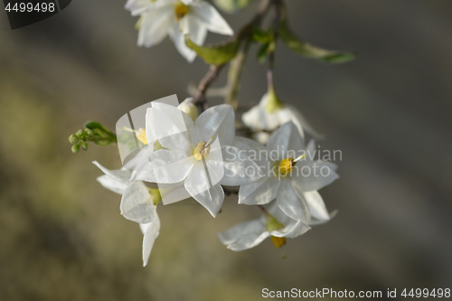 Image of Potato vine