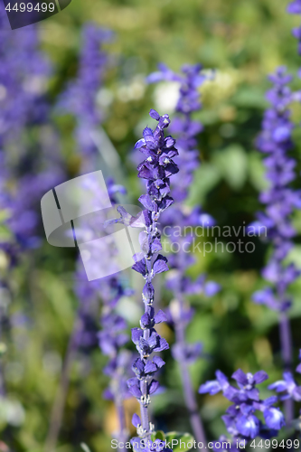 Image of Mealycup sage Sallyfun Blue