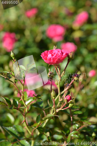 Image of Lovely Fairy shrub rose
