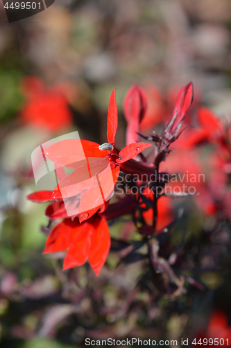 Image of Cardinal Flower Fan Scarlet