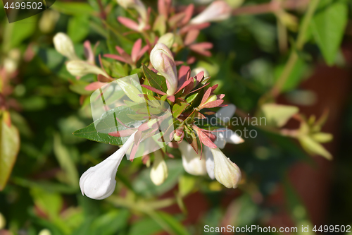 Image of Glossy abelia