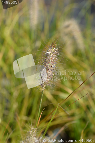 Image of Chinese fountain grass Hameln