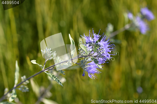 Image of Bluebeard Heavenly Blue