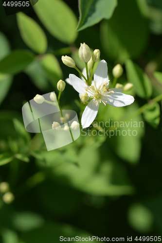 Image of Erect clematis